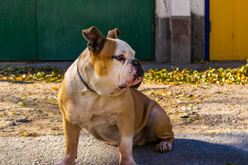 Brown and white bulldog sitting and looking at camera