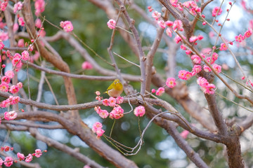 梅とメジロ　ウグイス