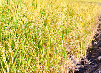 The landscape photo, rice fields color gold
