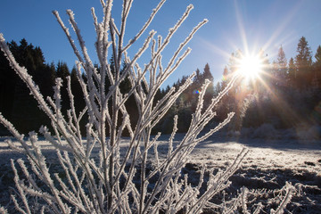 winter frost plants