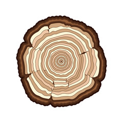 Vector brown tree rings cut trunk isolated white