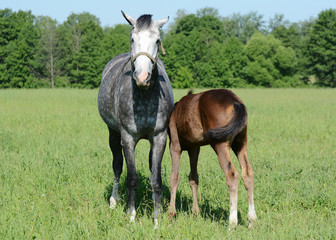 Fototapeta premium Gray mare with a foal 