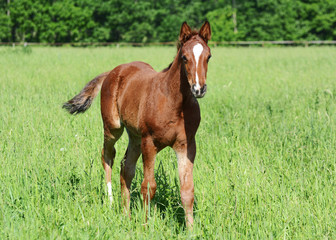 Fototapeta premium The red foal goes 