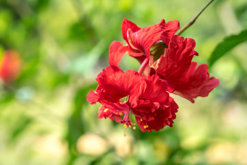 Obraz premium Flower