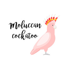 Pink exotic tropical bird isolated on white background. Moluccan cockatoo parrot bird vector element with hand drawn inscription