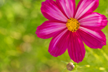 Obraz premium Macro Shot of pink Cosmos flower.