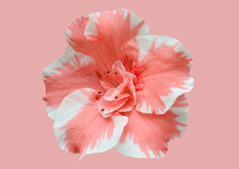 Beautiful pink flower on a pink background.