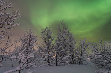 Winter,snow,Aurora,Northern lights,night,stars.