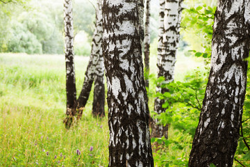 summer in sunny birch forest