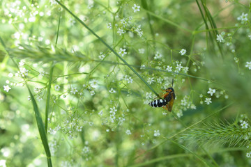 Background of small flowers. Wasp