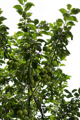 Apple tree with green fruits (portrait orientation)
