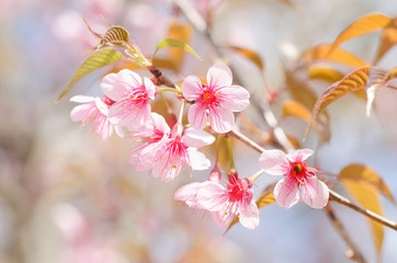 Obraz premium Pink cherry blossom in winter,Chiangmai,Thailand