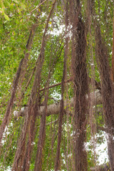 Banyan tree roots hanging down