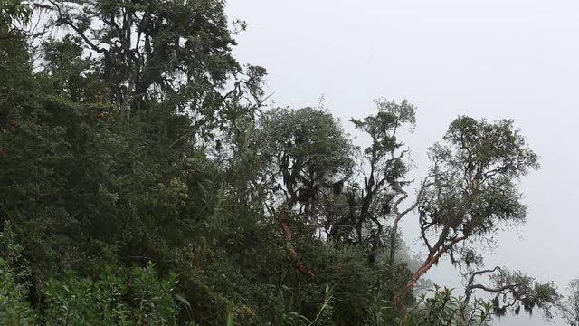 Turkey, birds, animals, thick fog in the yanacocha reserve near Guagua Pichincha; Quito, Ecuador 