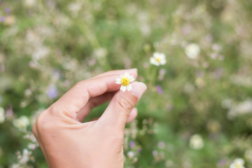 Beautiful flower on woman hand against background leaves