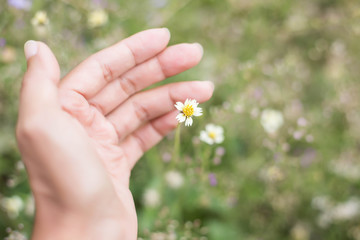 Beautiful flower on woman hand against background leaves