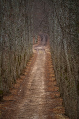 Fototapeta premium A beautiful norther Europe landscape in an early spring