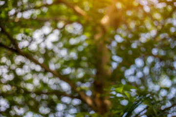 Abstract nature background