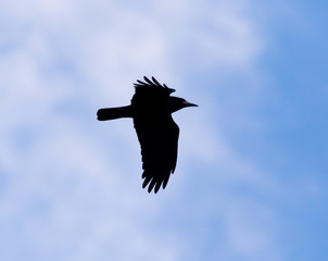 crows on the background of the sky with clouds