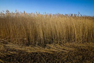 Fototapeta premium A beautiful norther Europe landscape with a lake in early spring