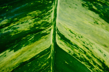 Philodendron leaf