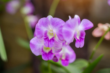 Fototapeta na wymiar orchids,orchids purple ,orchids purple Is considered the queen o