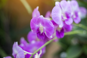 Naklejka na ściany i meble orchids,orchids purple ,orchids purple Is considered the queen o