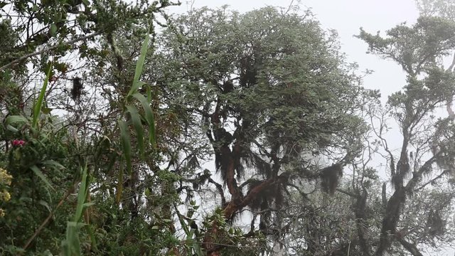 Turkey, birds, animals, thick fog in the yanacocha reserve near Guagua Pichincha; Quito, Ecuador 