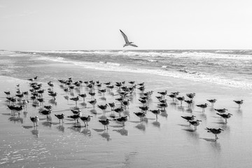Flying Above the Crowd