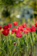 Red tulips