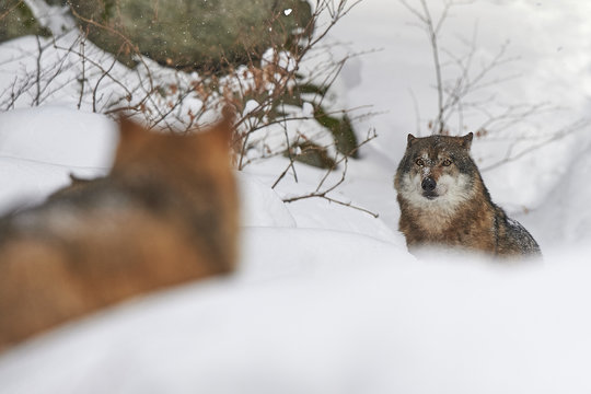 Zwei europ&auml;ische W&ouml;lfe im Schnee