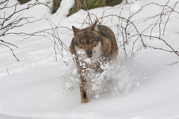 Ein europäischer Wolf im Schnee