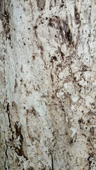 Bark of Tree