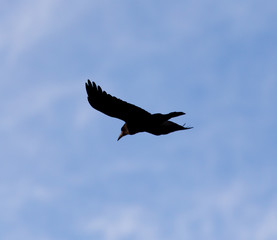 crows on the background of the sky with clouds