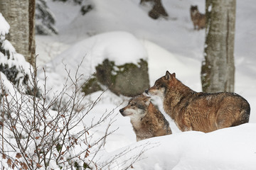 Fototapeta premium Drei europäische Wölfe im Schnee