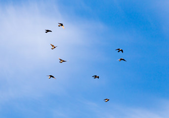 a flock of pigeons in the sky