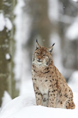 Ein eurasischer Luchs im Schnee