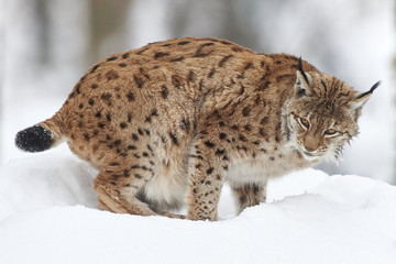 Naklejka premium Ein eurasischer Luchs im Schnee