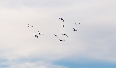 a flock of pigeons in the sky