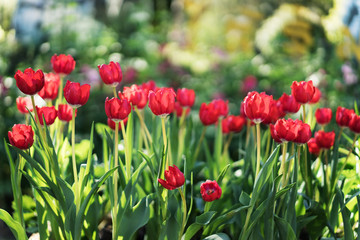 Red tulips