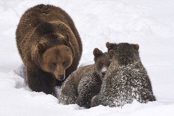 Europäische Braunbärenfamilie spielt im Schnee