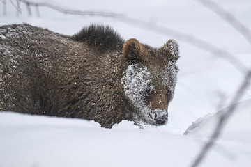 Obraz premium Junger europäischer Braunbär im Schnee