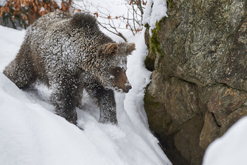 Junger europäischer Braunbär im Schnee