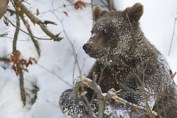 Junger europäischer Braunbär beim spielen