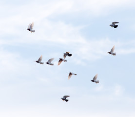 a flock of pigeons in the sky