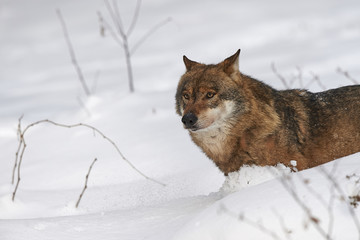 Ein europäischer Wolf im Schnee