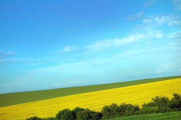 Fototapeta premium colorful fields in spring in the countryside