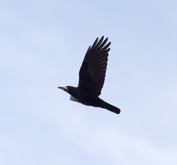 crows on the background of the sky with clouds