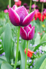 purple tulips in the park