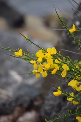 Yellow flowers